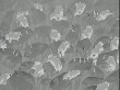 OUTPUT_000141.jpg
